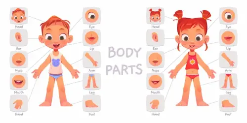 Part of the body in English