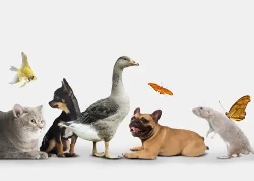 animals in English